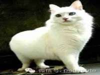 宁波腾云智能科技有限公司